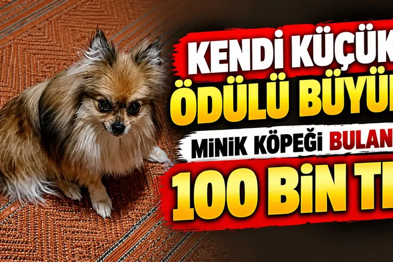 Kendi Küçük, Ödülü Büyük: Minik Köpeği Bulana 100 Bin TL!